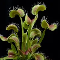 【A级 捕蝇草】种球多年生懒人绿植