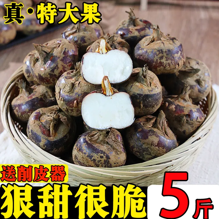 正宗广东特产乐昌北乡马蹄荸荠地梨即食脆甜水果蔬菜新鲜现挖韶关