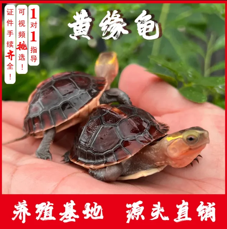 直播挑选人工合法养殖黄缘闭壳龟