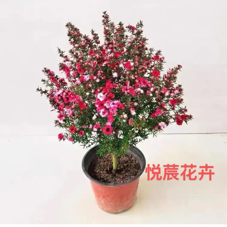 澳洲松红梅一树多色带花苞室内室外花卉绿植盆栽