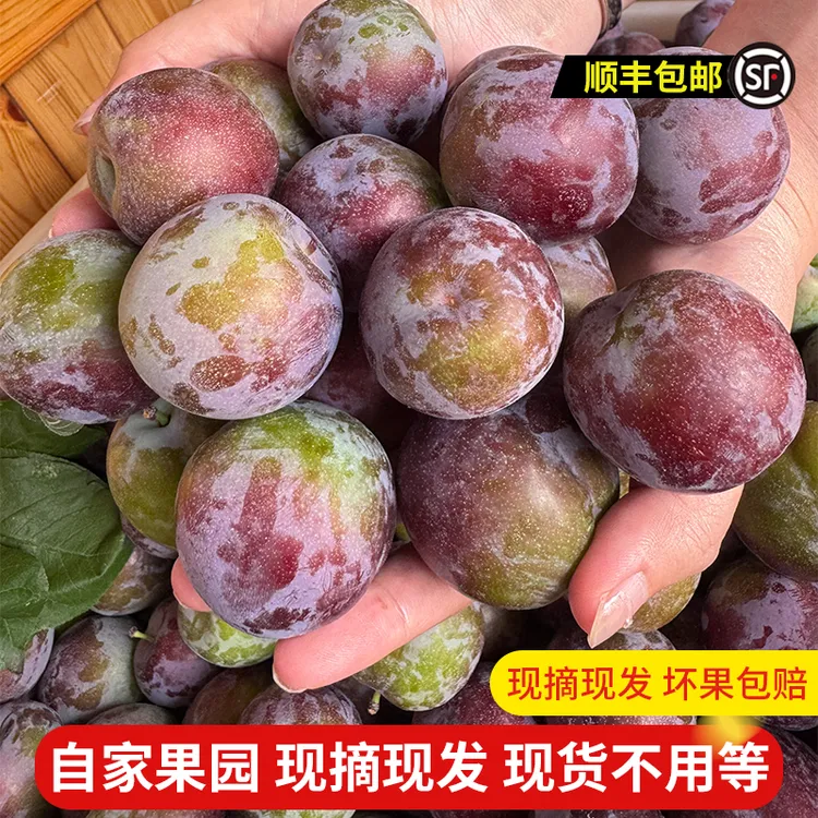 正宗五月脆李子水果新鲜孕妇湖北荆门当季凤凰李脆甜5斤包邮
