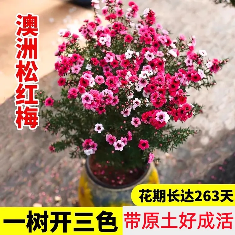 澳洲松红梅盆栽带花苞多色耐寒绿植室内客厅阳台四季好养秋冬花卉