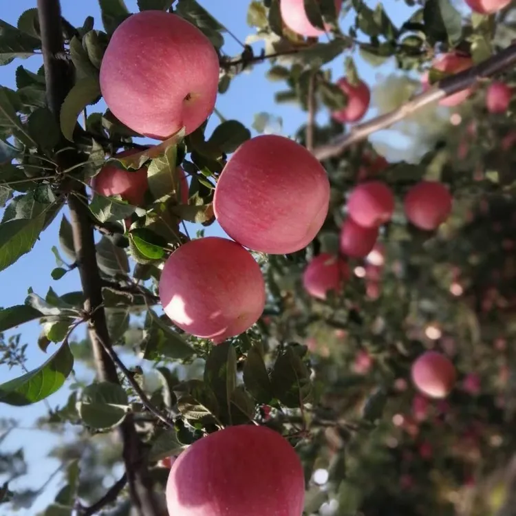 灵宝寺河山红富士苹果新鲜苹果正宗水果脆甜多汁新鲜现摘产地直发