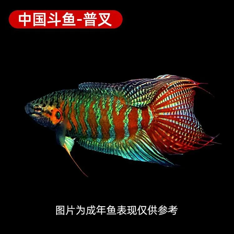 巨普斗鱼活鱼观赏菩萨鱼冷水小型巨普中国斗鱼耐活好养耐养淡水鱼