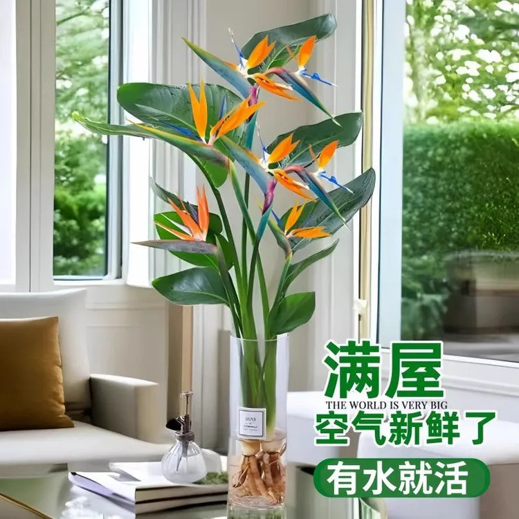 天堂鸟绿植花卉客厅易水培植物【新品】植物水培室内盆栽吸甲醛室内