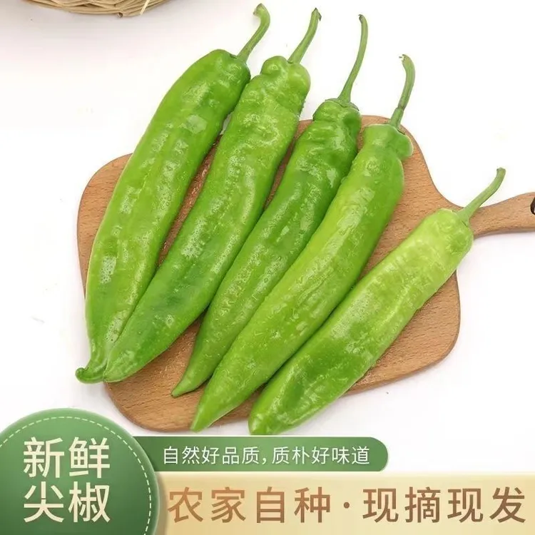 新鲜辣椒中辣山东青椒大尖椒现摘现发农家自种 农产品 羊角椒包邮