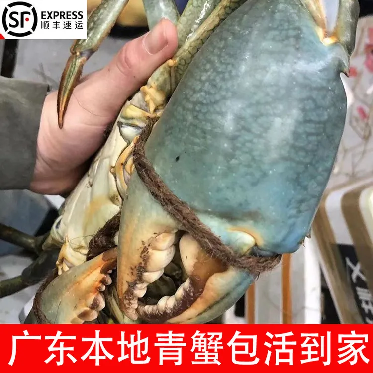 青蟹鲜活发货一整箱特大肉蟹膏蟹红鲟广东本地野生螃蟹包活到家