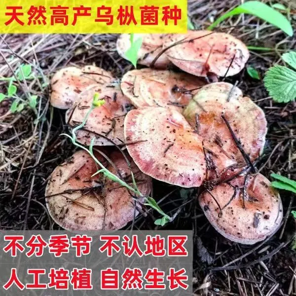 松树菌黄枞菌乌枞菌包优质母种高产家种菌种人工培植室内外可种植