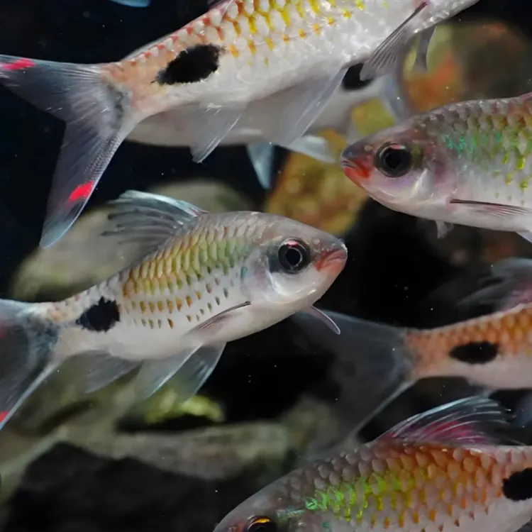 紫红两点鲫鱼金丝观赏鱼淡水灯科鱼鱼观赏鱼好养耐活彩虹鲫