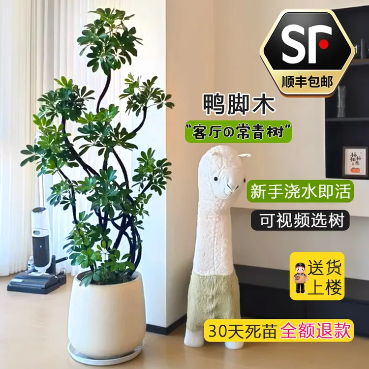 鸭脚木鸭掌木造型盆栽大型绿植懒人客厅绿植室内外四季八方来财