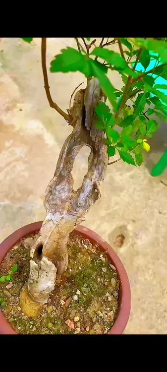 黄荆盆景一物一价适合新手的可修剪树桩植物