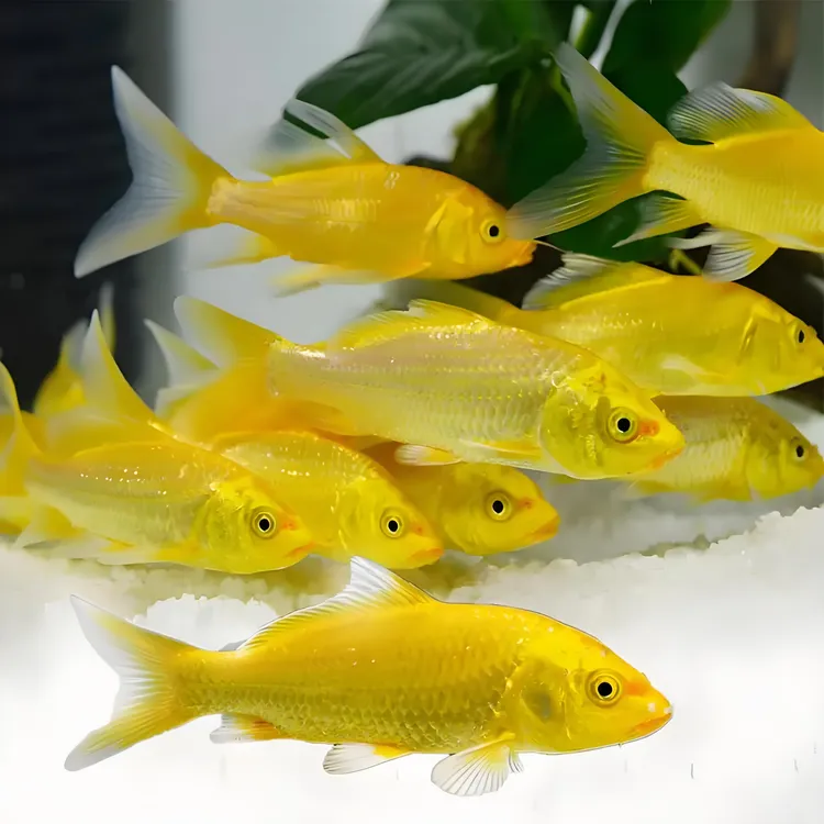 好养耐活冷水观赏鱼黄金锦鲤龙凤金鱼招财鱼11-15公分左右