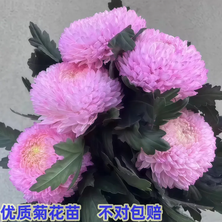 【粉色重瓣】新鲜大菊花苗【不活包赔】带原土植物大花优质苗绿植花卉