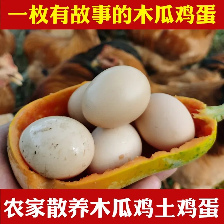 广西土鸡蛋100%纯土鸡蛋木瓜鸡农家散养正宗本地鸡蛋自产自销直播