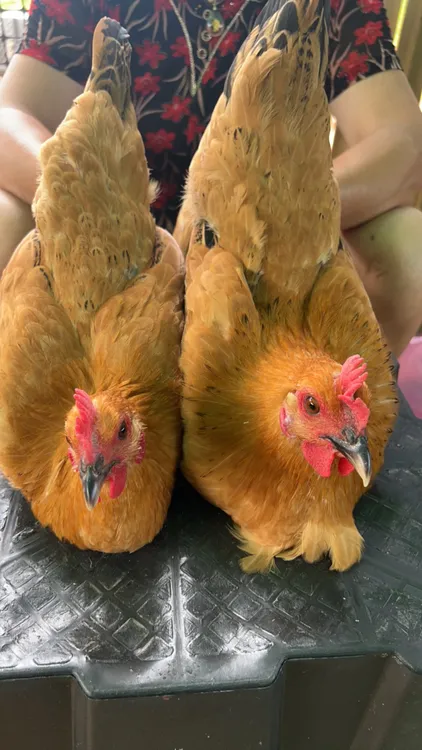 散养高产苏禽土鸡