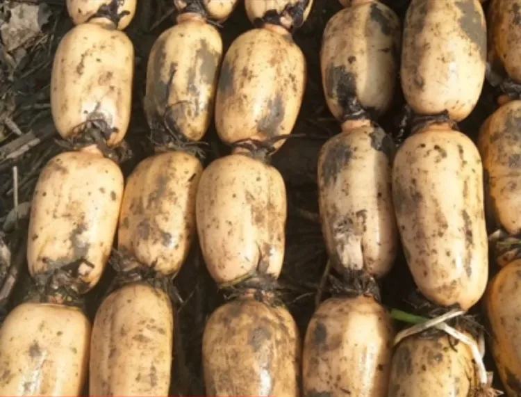 江东莲藕粉香糯好吃，现挖新鲜