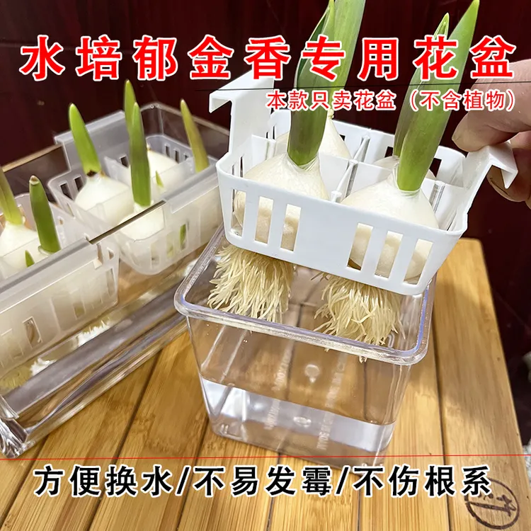 水培郁金香专用花盆方便换水不伤根系新手桌面水养郁金香玻璃器皿