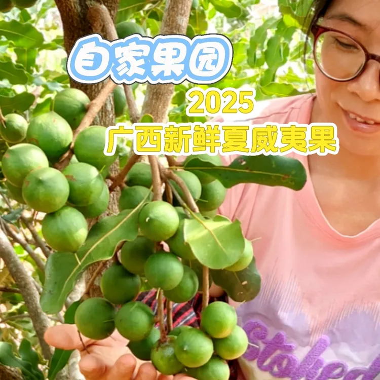 广西新鲜采摘夏威夷果带绿皮去绿皮清甜清香奶香味坚果带开口器