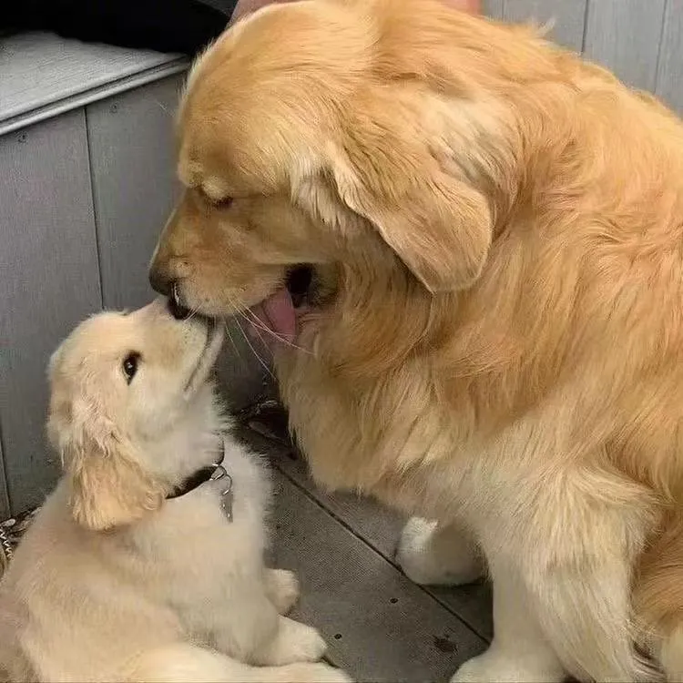 金毛活体幼仔一物一拍引导线下交易都是骗子