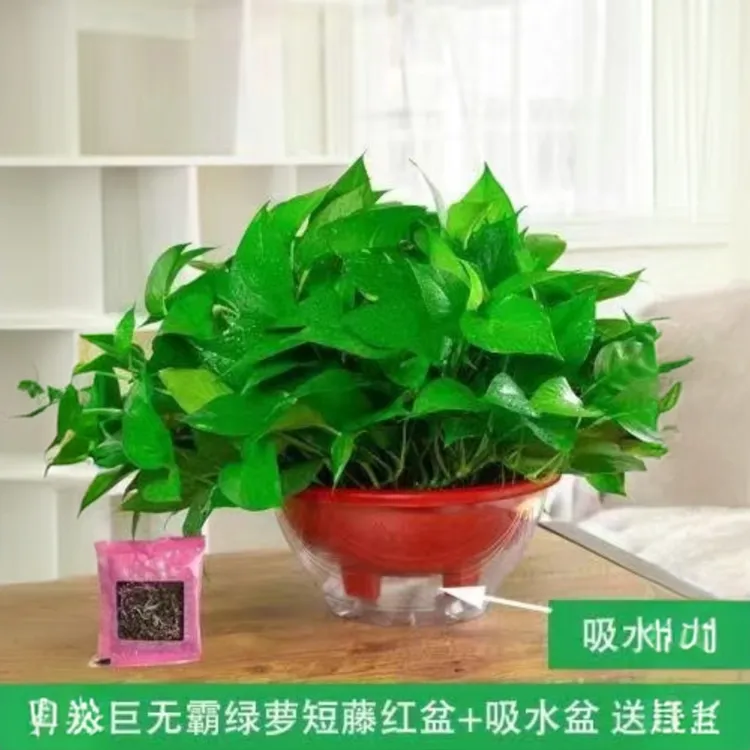 大绿萝盆栽植物家用两旁绿植室内水培长藤垂吊大叶绿箩绿萝吊兰