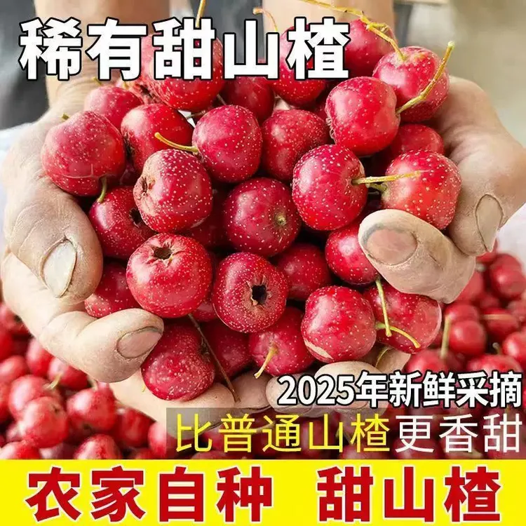 甜口小山楂山里红新鲜甜红子山楂水果酸甜可口可做小串糖葫芦原料
