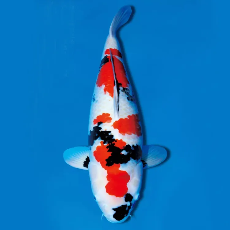 纯种金鱼青竹锦鲤观赏鱼冷水淡水鱼好养耐活招财观赏鱼金鱼青竹鲤