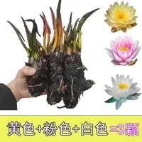 睡莲水培植物四季可养荷花水莲花盆栽花卉池塘适用