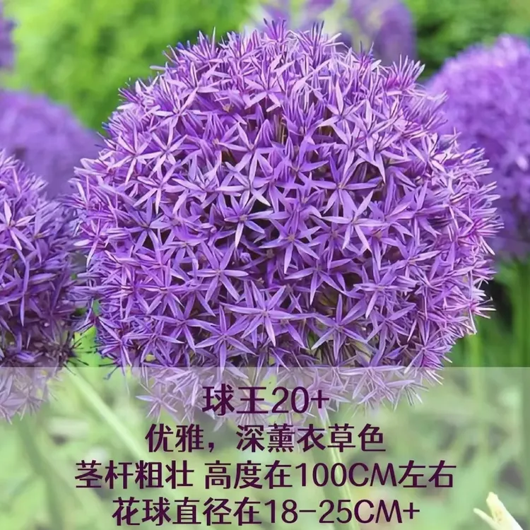 正宗大花葱种球多年生球根花卉植物易养大花