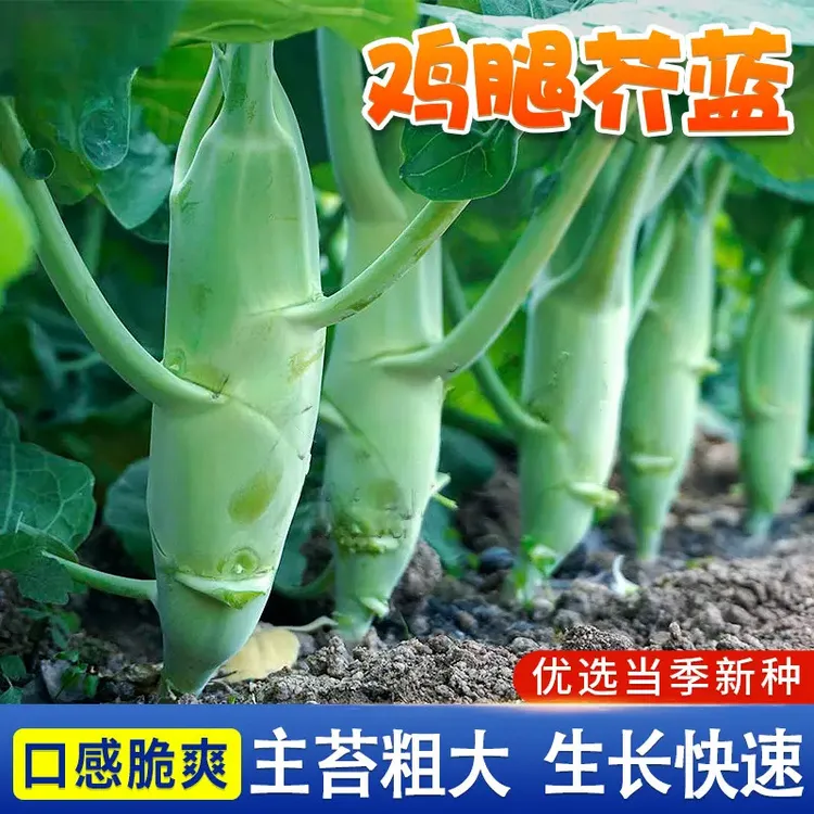 【新疆包邮】鸡腿芥兰种子甜脆粗条芥蓝菜园四季阳台小院盆栽蔬菜