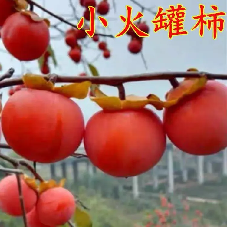 嫁接小火罐软甜南北方庭院种植现挖苗保湿保鲜