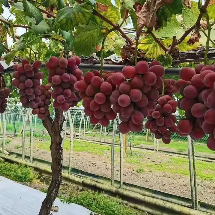 脆香红葡萄苗     （贝达砧木）  晚熟品种 《满28元包邮》  玉海苗木
