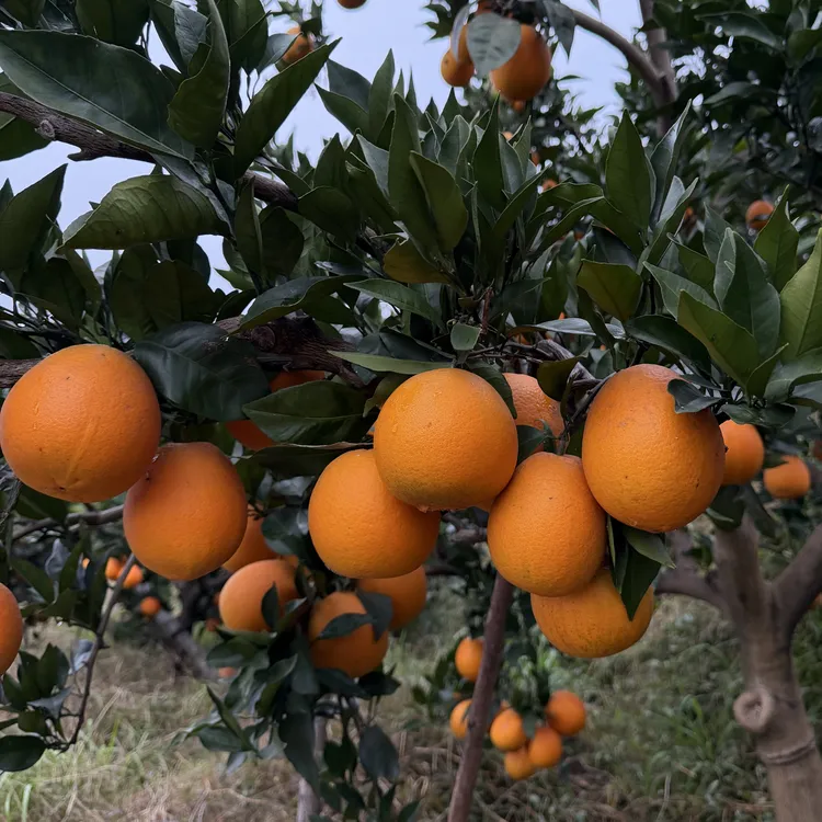 重庆纽荷尔脐橙长江边红沙石种植新鲜多汁不打蜡