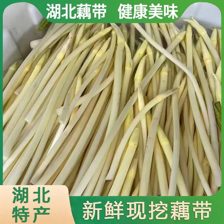 【顺丰冷链】湖北洪湖藕带新鲜藕肠莲藕藕尖时令当季现抽脆嫩藕带