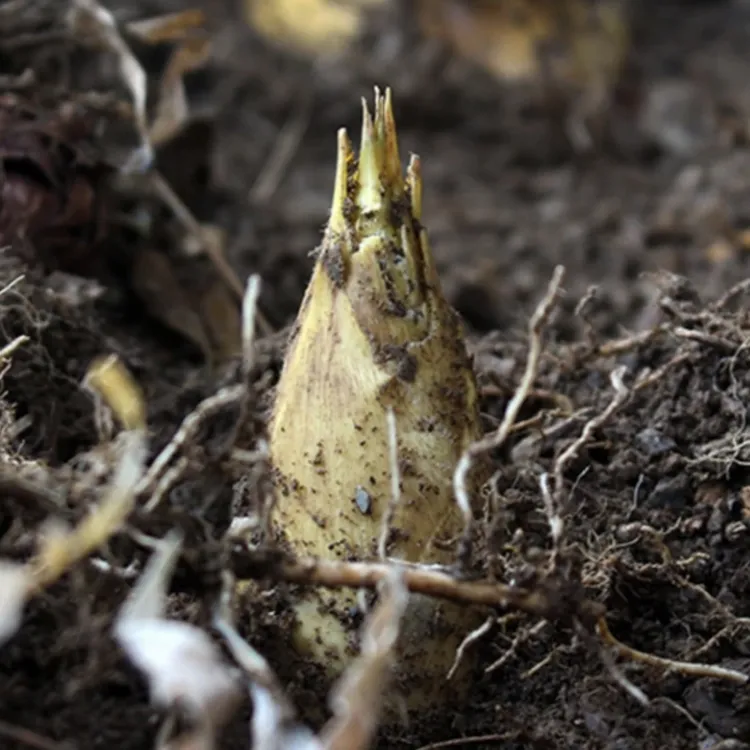 2025头茬冬笋尝鲜遂昌高山冬笋顺丰包邮