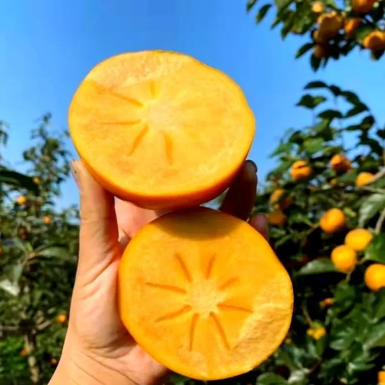 苹果甜巧克力脆柿当季水果，冰糖心