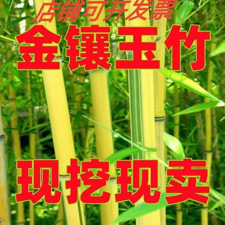 黄金竹金镶玉竹苗四季常青竹庭院风景竹盆栽竹苗耐寒耐旱竹子竹笋