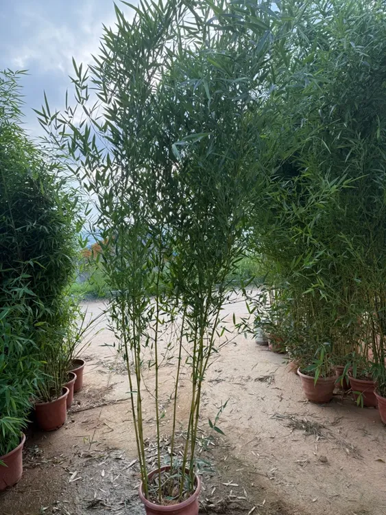 带盆带土不剪头景观绿竹庭院竹子苗好养金镶玉竹盆栽地栽北方南方