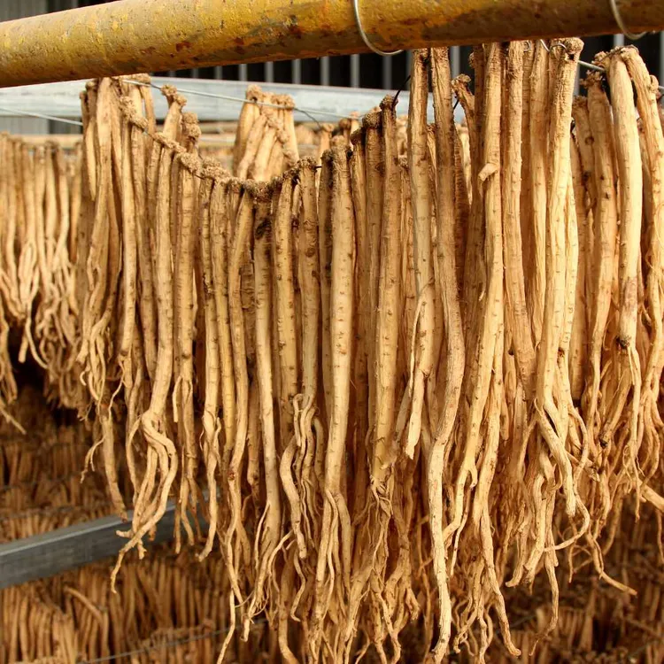 甘肃岷县农户防野生种植头茬新货党参泡水煲汤炖肉味美