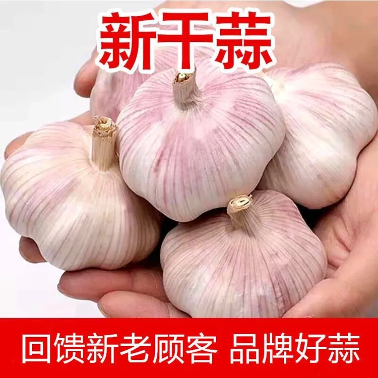【高品质农家大蒜】新干蒜正宗河南杞县新鲜蒜头紫白皮大蒜不是红色