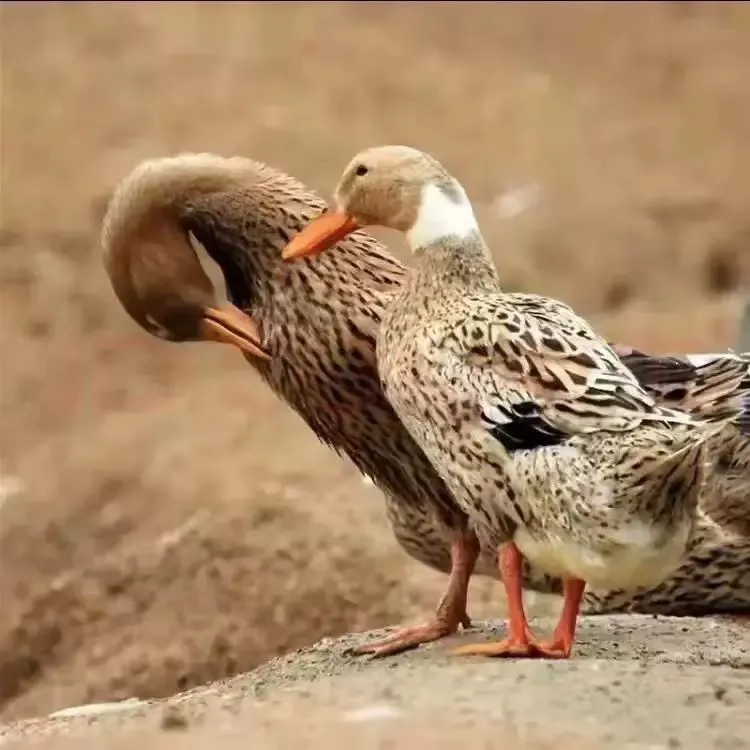 【散养三年老麻鸭】散养散放谷子鸭稻谷土麻鸭【顺丰生鲜包邮】