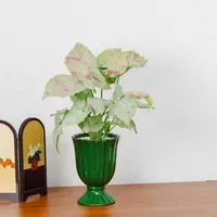 【牛奶合果芋】盆栽室内黄金童子绿精灵红粉佳人办公桌面绿植