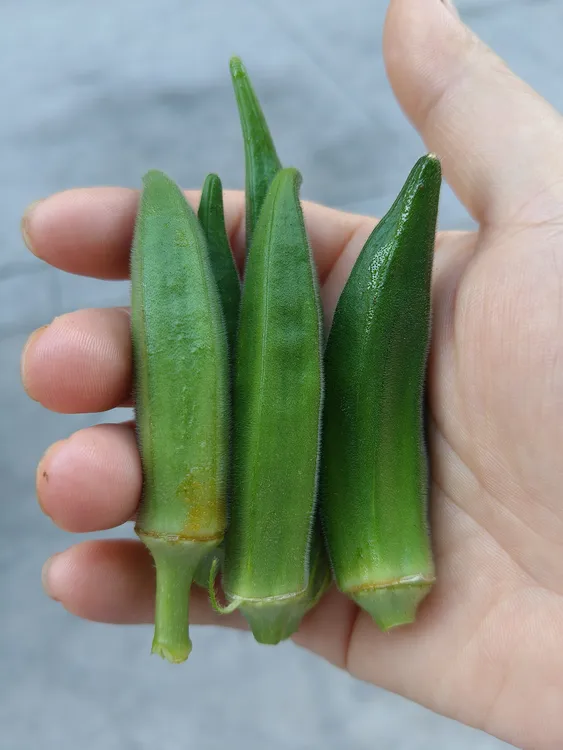 湖北洪湖当季新鲜秋葵脆嫩营养蔬菜现摘现发3斤鲜嫩