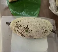 跑山阿红农家【挂蜜】