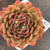 65杂交精品基地13厘米