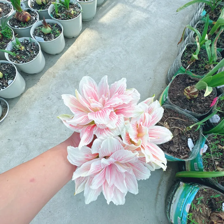 杂交朱顶红（阿诗玛）出两个大侧球默认花叶水苔护根发货