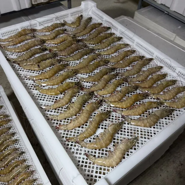 赶咀岛大田养殖南美白大虾10只