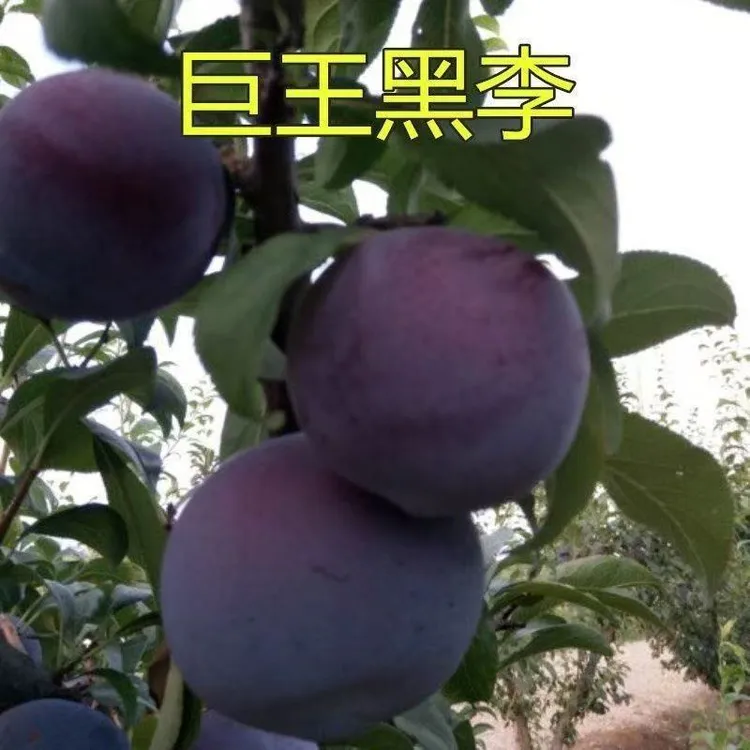 嫁接巨王黑李树苗大果耐寒纯甜无酸黑布林李子树苗南北方盆栽地栽