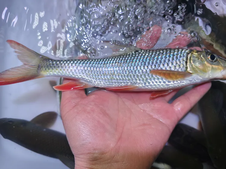 蓝金纹鳞鱼广温观赏淡水耐养活
