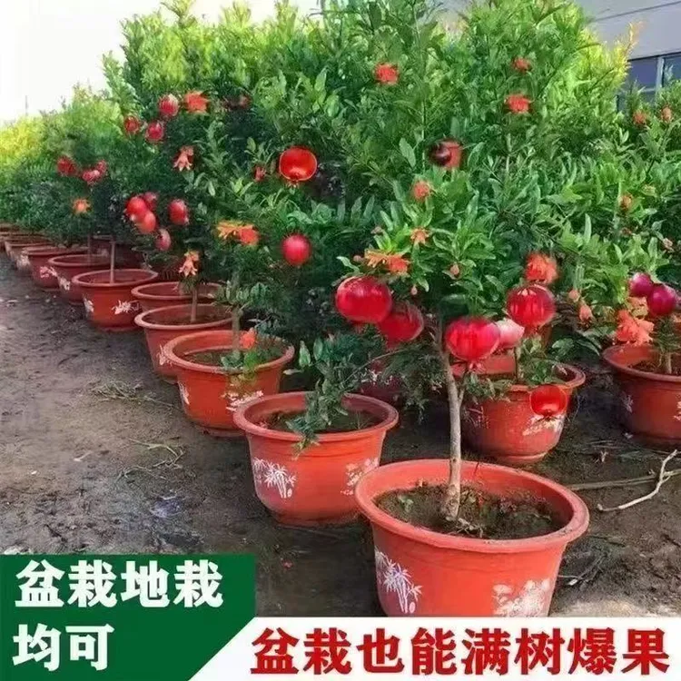 红宝石软籽石榴树苗特大果耐高温抗严寒南北方种植庭院阳台果树苗