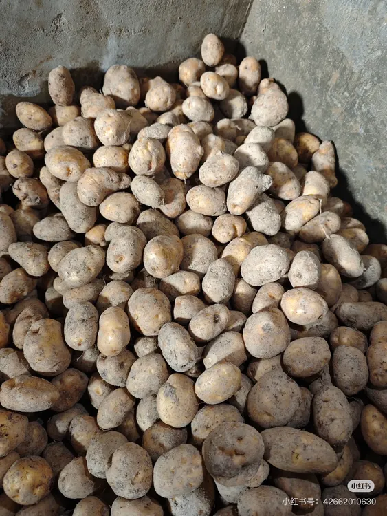 高山南方种植恩施马尔科黄心小土豆新鲜现挖软糯